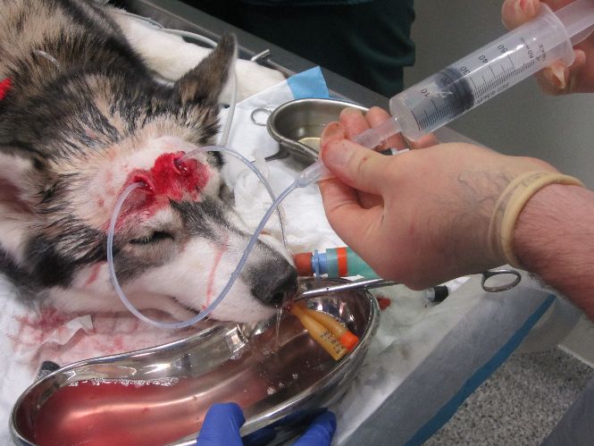 Sinus flushing in the dog